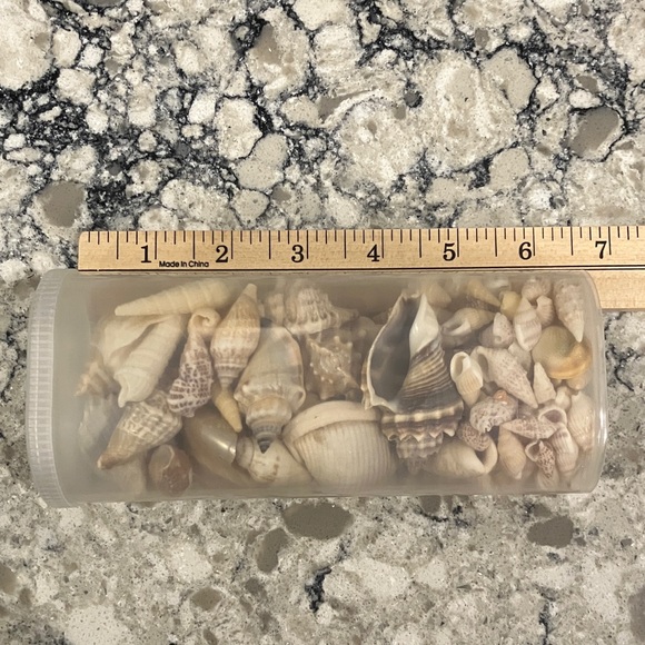 Assorted Seashell Collection in Clear Container - Picture 3 of 5